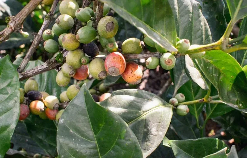 Giá cà phê 17/09: Arabica chịu áp lực khi xuất khẩu Brazil tăng mạnh và thời tiết thuận lợi