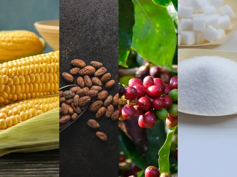 Thị trường hàng hóa 12/8: Giá vàng vọt đỉnh hai tháng, CBOT đồng loạt bứt phá sau báo cáo USDA