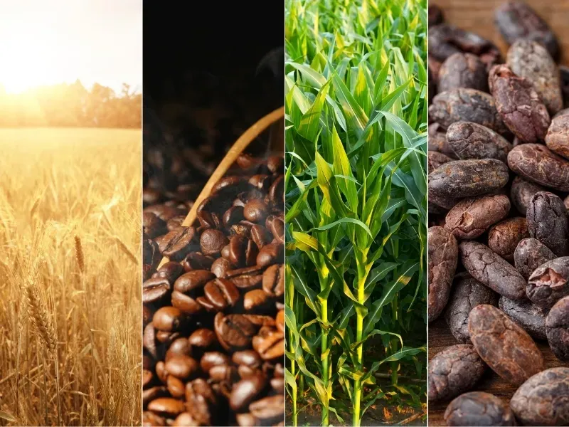 Thị trường hàng hóa 16/6: Giá dầu thô lao dốc mạnh, cà phê Arabica tăng vọt hơn 5%