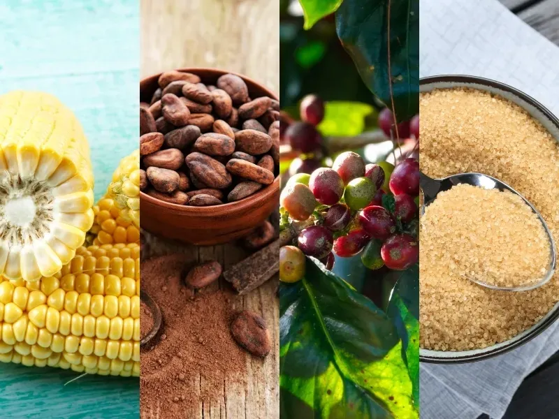 Thị trường hàng hóa 25/8: Giá dầu lao dốc gần 5%; Ngô CBOT bứt phá mốc 5 USD