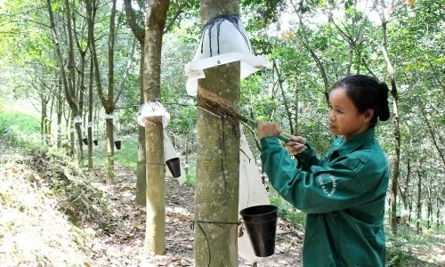 Giá cao su tại Nhật tiếp tục giảm do dự báo thời tiết tại Thái và Indonesia