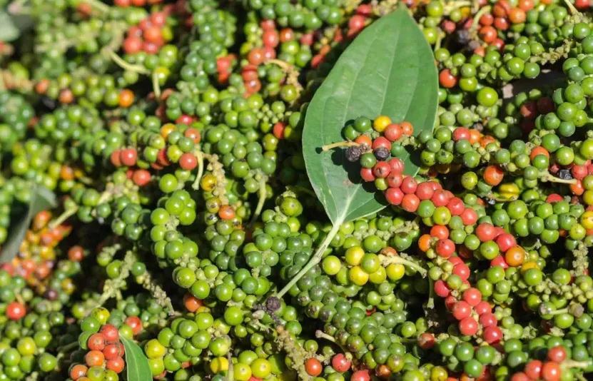 Giá tiêu 24/03: Tăng mạnh toàn vùng chạm mốc 139.000 đồng/kg