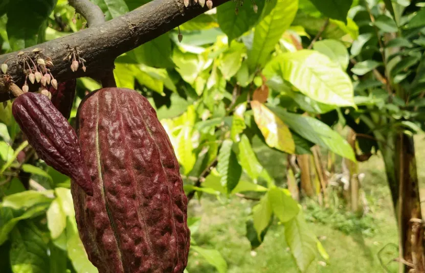 Giá bông, đường, ca cao ngày 06/01: Bông hồi phục ngắn hạn, ca cao chờ lực mua, đường tiếp tục chịu sức ép nguồn cung