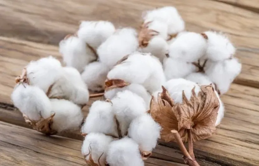 Nguyên liệu công nghiệp tổng hợp ngày 27/01: Bông, ca cao và đường tiếp tục chịu áp lực từ nhu cầu yếu