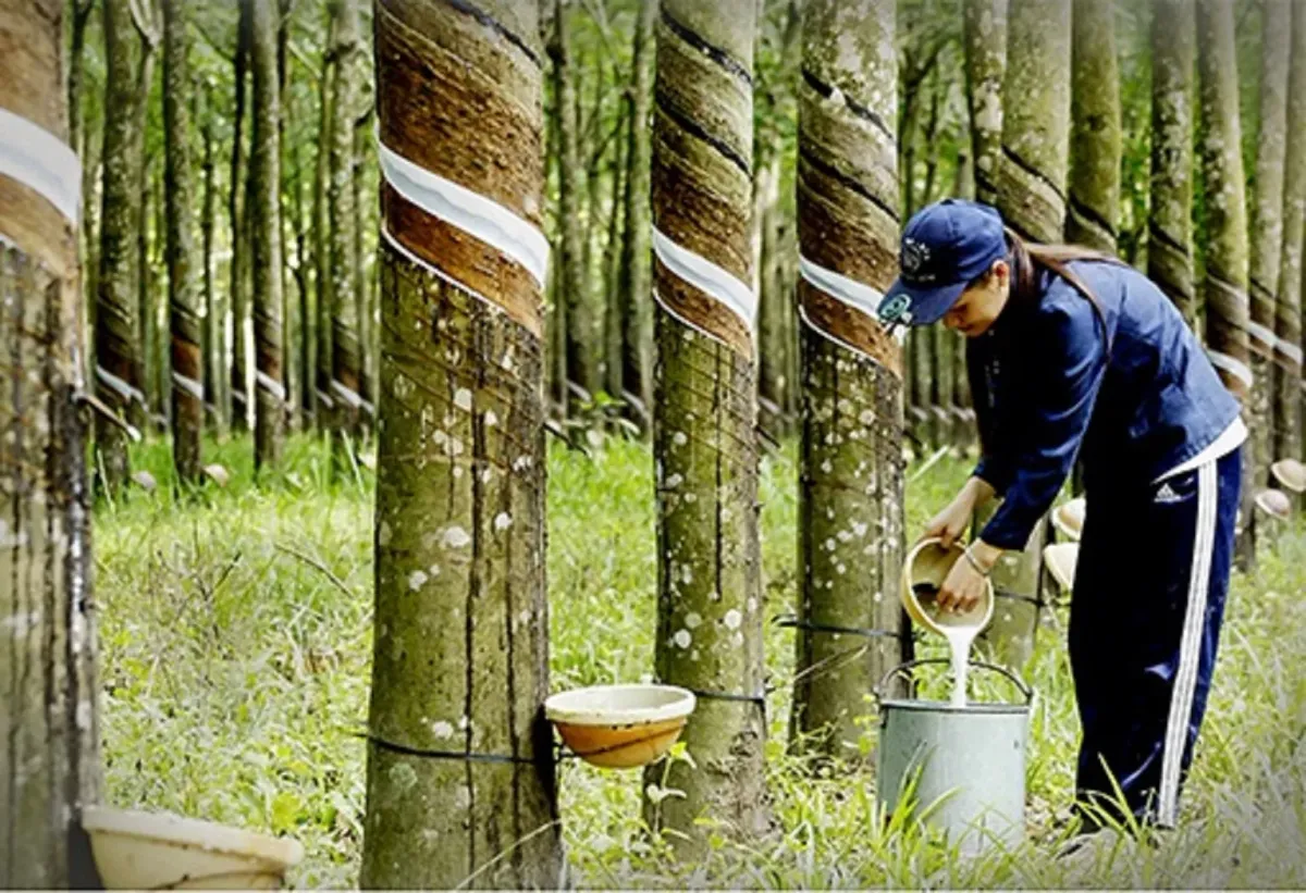 Giá cao su kỳ hạn Nhật Bản nới rộng đà tăng nhờ đồng Yên yếu