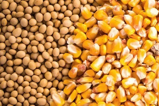 Nông sản 07/04: Chất lượng lúa mì sụt giảm, dòng vốn đổ mạnh vào dầu đậu nành
