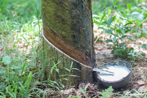 Giá cao su 16/3: Sàn Nhật Bản tăng nhẹ nhờ giá giao ngay vững chắc và đồng Yên yếu