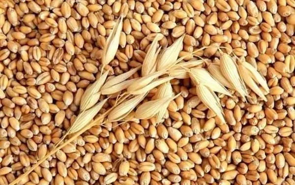 Nông sản 12/05: Lúa mì Mỹ suy kiệt do hạn hán, ngô xuất khẩu bứt phá sang các thị trường trọng điểm