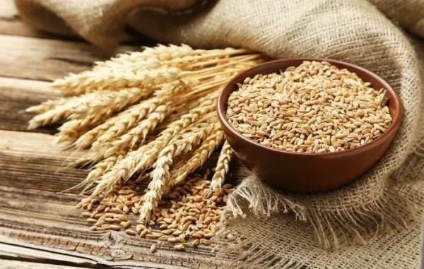 Nông sản 28/05: Lúa mì tiếp tục suy yếu trước áp lực nguồn cung mới, đậu tương và ngô theo sát diễn biến thời tiết Mỹ