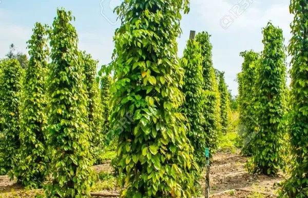 Giá tiêu 20/8: Trong nước lặng sóng, Việt Nam áp đảo Mỹ