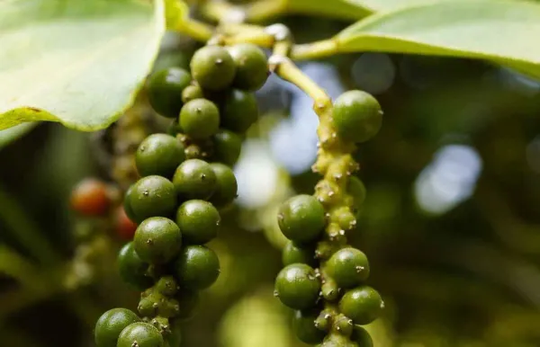 Giá tiêu hôm nay 3/9: Thị trường đi ngang sau kỳ nghỉ lễ