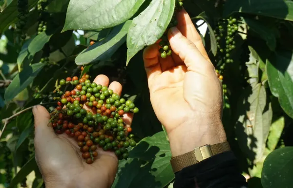 Giá tiêu 26/8: trong nước tăng nhẹ, xuất khẩu giảm gần 5%