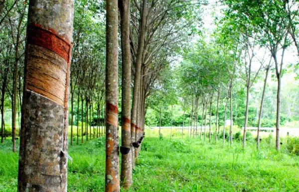 Giá cao su hôm nay 12/8/2026: Cao su SHFE tiếp tục tăng, nguồn cung Indonesia được chú ý