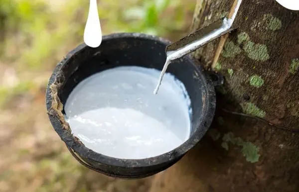 Giá cao su 22/9/2026: Thế giới tăng nhẹ, trong nước ổn định