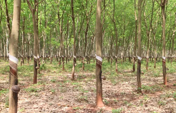 Giá cao su 17/8/2026: trong nước ổn định,thế giới trái chiều
