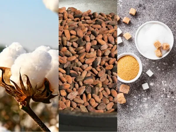 Ấn Độ miễn thuế nhập khẩu Bông, căng thẳng Trung Đông kéo tăng giá Đường, cung Ca cao thắt chặt