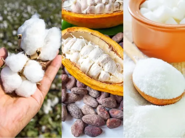 Nguyên liệu 2/7: Thời tiết cực đoan đẩy giá Đường và Ca cao, sàn Bông giữ nhịp tăng
