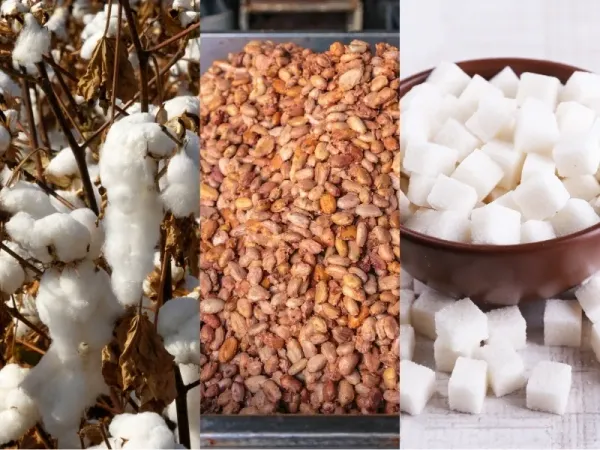 Nguyên liệu 4/6: Brazil giảm 14% sản lượng Đường, Ca cao siết bán, giá Bông chốt lời kỹ thuật