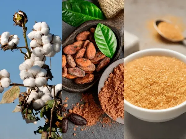 Nguyên liệu 4/9: Bông Mỹ bị bán tháo, Ca cao chịu áp lực El Niño, Đường Brazil giảm 7,9%