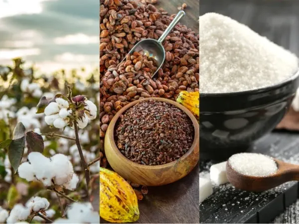 Nguyên liệu 5/8: Bông Mỹ chịu áp lực chốt lời, Ca cao đón tin cầu phục hồi, Đường thô hỗ trợ giá