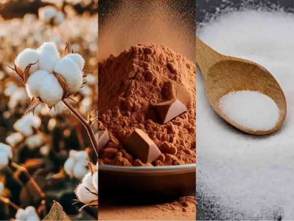 Nguyên liệu công nghiệp 7/5: Đường hạ nhiệt, Bông giữ giá, Ca cao “dậy sóng”