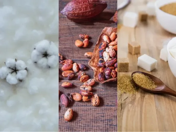 Nguyên liệu 8/6: Đồng USD ép giá Bông, Ethanol đè nặng cung Đường, Ca cao đón mưa thuận lợi