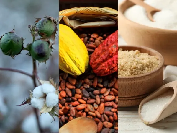 Nguyên liệu 8/7: Bông Mỹ đón tín hiệu từ Trung Quốc, Ca cao và Đường thô lo ngại rủi ro thời tiết