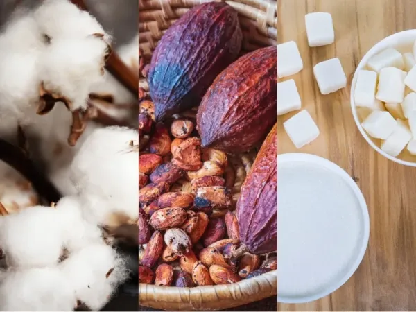 Nguyên liệu 10/6: Bông chờ báo cáo WASDE, Ca cao dồi dào, Đường gặp khó vì giá dầu