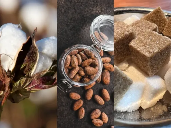 Nguyên liệu 12/8: Thời tiết đe dọa Bông Mỹ và Đường Ấn Độ, Ca cao Bờ Biển Ngà dồi dào