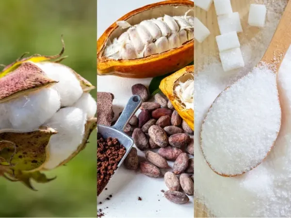 Nguyên liệu 14/7: Thời tiết cực đoan thúc đẩy giá Bông và Ca cao, sàn Đường phân hóa