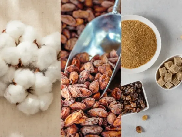 Nguyên liệu 15/7: Giá Bông Mỹ giảm sâu, Đường thô tăng nhờ chính sách Ethanol