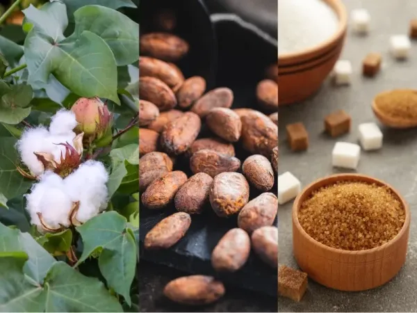 Nguyên liệu 17/8: Bông Mỹ hưởng lợi từ USD, Ca cao chờ vụ mới, Đường thô được hỗ trợ