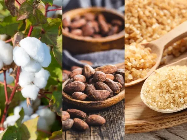Nguyên liệu 21/8: Khô hạn đe dọa Bông Texas, Ca cao lo ngại dịch bệnh