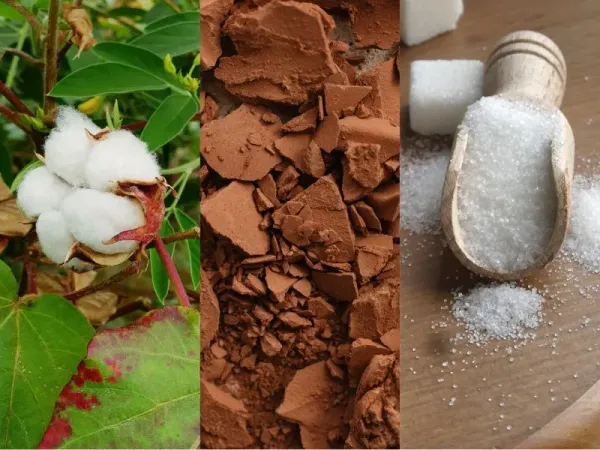Nguyên liệu 22/5: Giá Bông điều chỉnh kỹ thuật, sản lượng Ca cao Tây Phi tăng tốc, rủi ro thâm hụt cung Đường