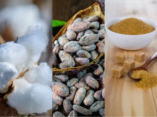 Nguyên liệu 24/6: USD lập đỉnh ép giá Bông lao dốc, Ca cao thắt chặt cung, Đường lo ngại thời tiết
