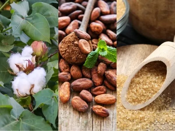 Nguyên liệu 24/8: Bông Mỹ hưởng lợi thời tiết, Ca cao giảm tồn kho ICE, Đường thô nhận hỗ trợ