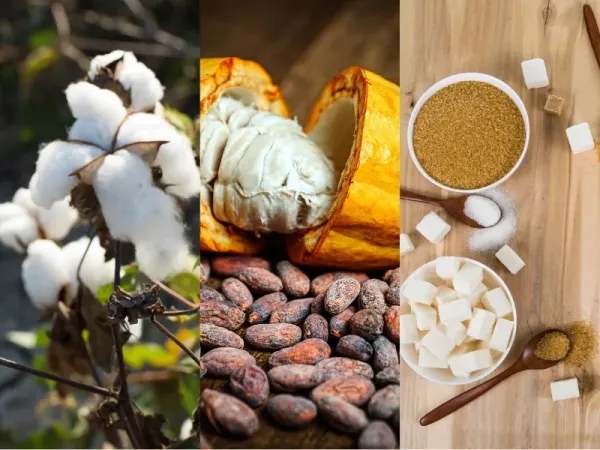 Nguyên liệu 26/6: Bông phục hồi kỹ thuật, Ca cao bứt phá nhờ El Niño, Đường Brazil gặp khó