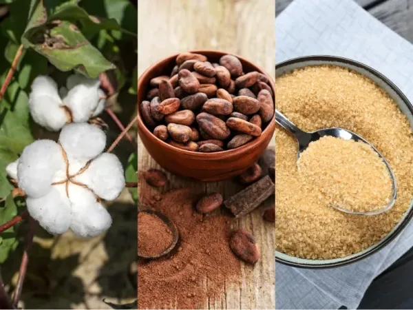 Nguyên liệu 26/8: Giá Bông điều chỉnh kỹ thuật, Ca cao chờ mưa vụ mới, Đường thô tái cấu trúc