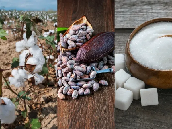 Nguyên liệu 27/7: Trung Quốc giảm mua Bông Mỹ, Ca cao Tây Phi đón mưa, Đường thô chịu áp lực