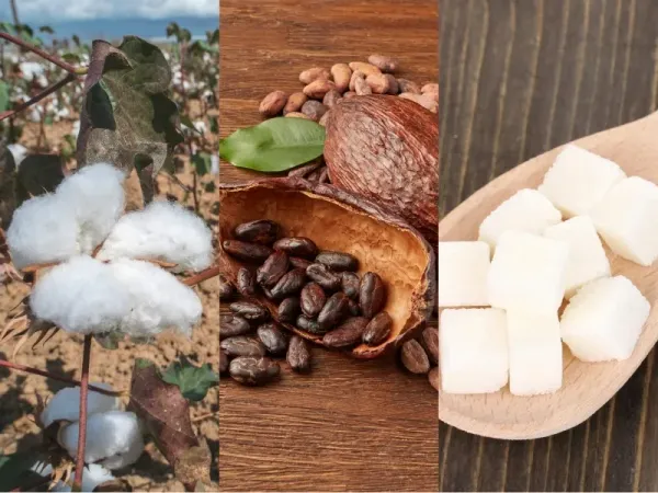 Nguyên liệu 28/7: Bông Mỹ thu hút lực mua bắt đáy, Ca cao kỳ vọng dư cung, Đường thô giảm sâu