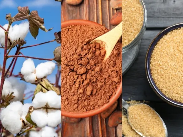 Nguyên liệu 28/8: Xuất khẩu Bông Mỹ giảm mạnh, Ca cao chậm vụ chính, Đường thô tăng đà