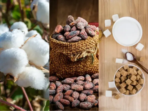 Nguyên liệu 29/6: Bông Mỹ chờ báo cáo USDA, Ca cao biến động mạnh, Đường thô lập đỉnh