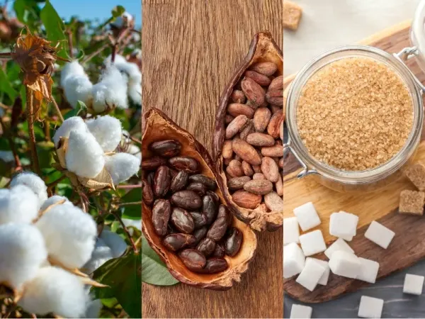 Nguyên liệu 29/7: Bông Mỹ chờ tín hiệu xuất khẩu, Ca cao Tây Phi phân hóa, Đường thô chịu áp lực