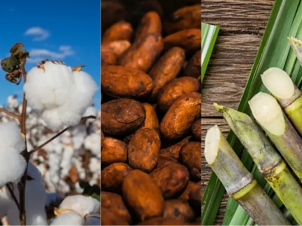 Nguyên liệu công nghiệp 18/09: Bông, đường chịu áp lực, ca cao cải thiện triển vọng vụ mùa