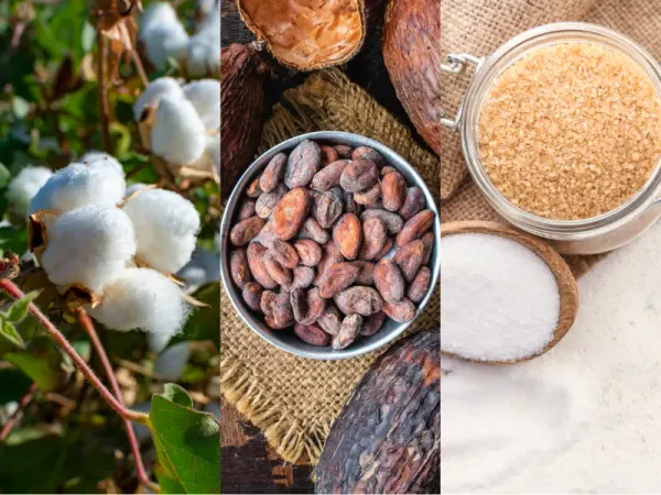 Nguyên liệu 31/7: Bông Mỹ bùng nổ xuất khẩu, Ca cao phục hồi cầu, Đường thâm hụt sâu