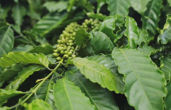 Giá cà phê 7/1: Nội địa bật tăng trở lại, thị trường tiếp tục được hỗ trợ