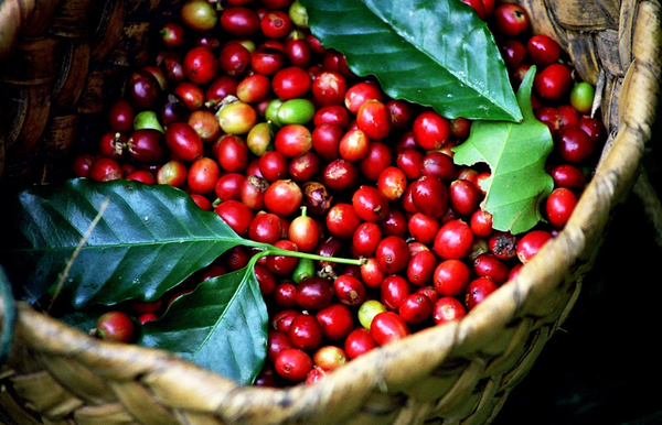 Giá cà phê 13/1: Nội địa đi ngang, lo ngại nguồn cung Colombia hạ nhiệt