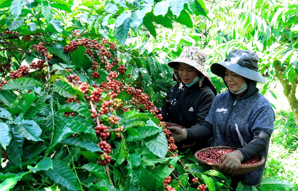 Giá cà phê 9/1: Tiếp tục giảm nhẹ trong nước, lùi về mức 97.900 đồng/kg