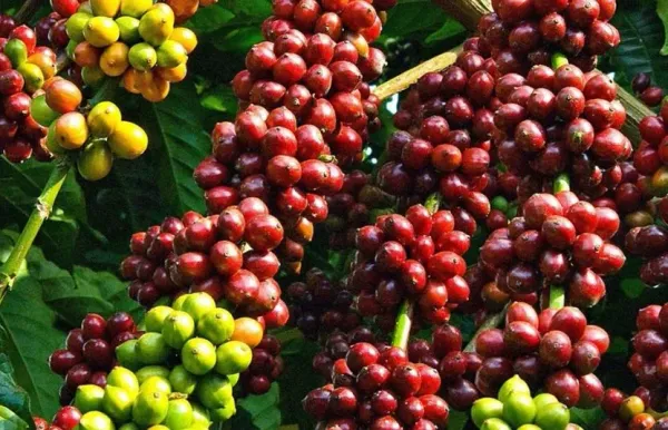 Giá cà phê hôm nay 25/5: Giá nội địa điều chỉnh giảm, nguồn cung từ Brazil tiếp tục gây áp lực