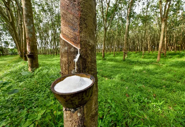 Giá cao su 5/6: Sàn Nhật Bản ghi nhận tuần tăng thứ hai liên tiếp nhờ đồng Yên và nhu cầu bổ sung kho
